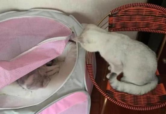母貓在窩內產子，公貓一眼不眨在旁邊靜守