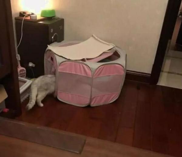 母貓在窩內產子，公貓一眼不眨在旁邊靜守