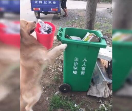 金毛拿垃圾去倒，主人一路跟隨拍照，發現這貨已成精！