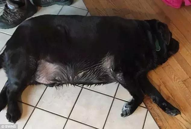 違反天性做導盲犬，拉布拉多狗生是有多麼不易