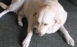 違反天性做導盲犬，拉布拉多狗生是有多麼不易