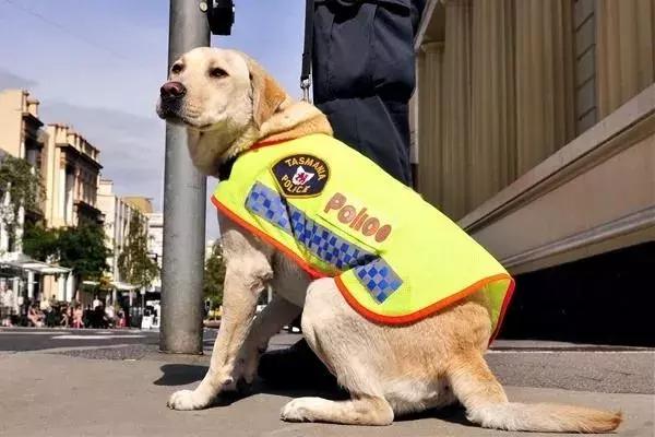 違反天性做導盲犬，拉布拉多狗生是有多麼不易
