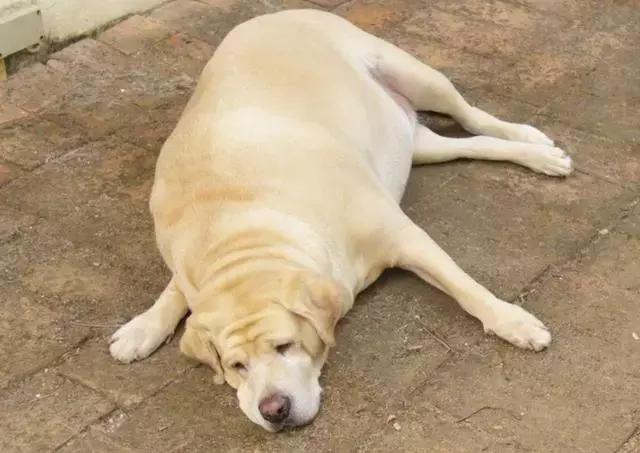 違反天性做導盲犬，拉布拉多狗生是有多麼不易