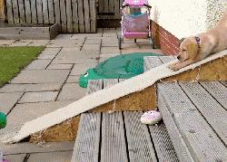 違反天性做導盲犬，拉布拉多狗生是有多麼不易