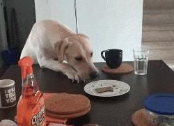 違反天性做導盲犬，拉布拉多狗生是有多麼不易