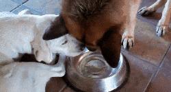 違反天性做導盲犬，拉布拉多狗生是有多麼不易