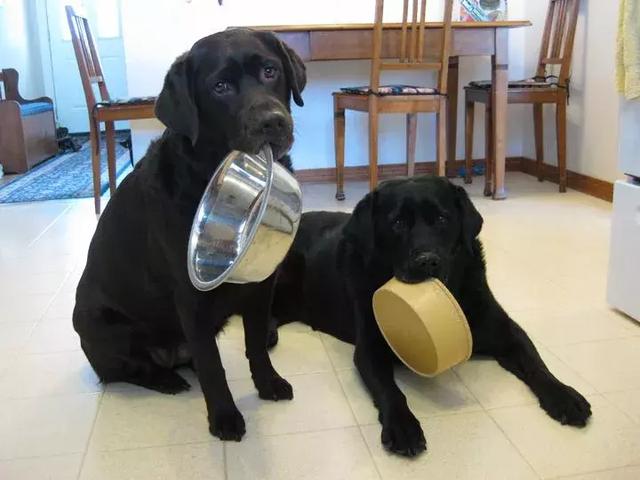違反天性做導盲犬，拉布拉多狗生是有多麼不易