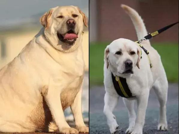 違反天性做導盲犬，拉布拉多狗生是有多麼不易