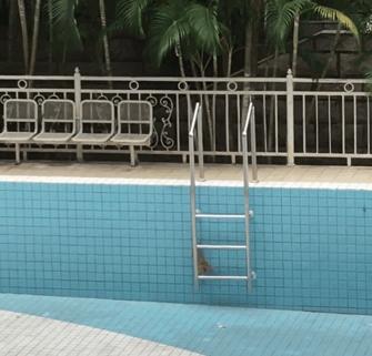 小奶貓掉進泳池中，流浪貓媽：你要學會自己上來，因為我遲早會離開你