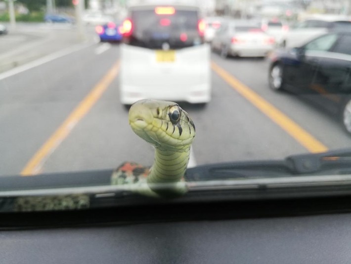 開車時驚見「小蛇探頭打招呼」　滿臉疑惑「呆萌轉頭」：泥要帶我去哪玩～