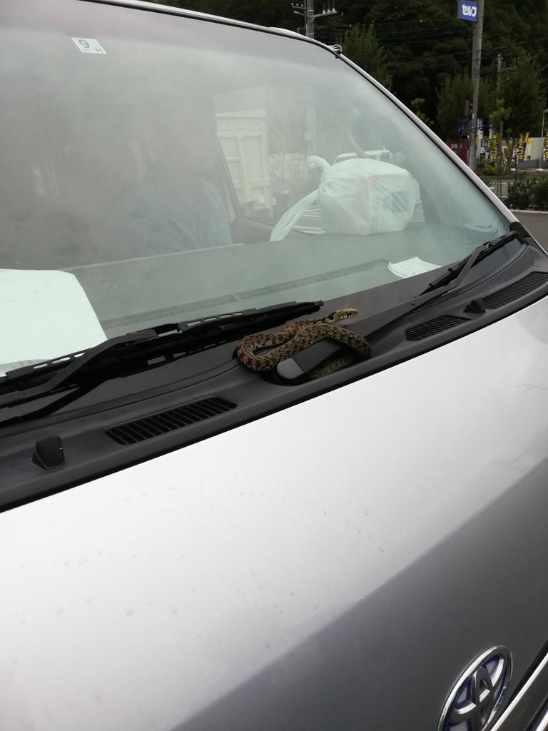 開車時驚見「小蛇探頭打招呼」　滿臉疑惑「呆萌轉頭」：泥要帶我去哪玩～