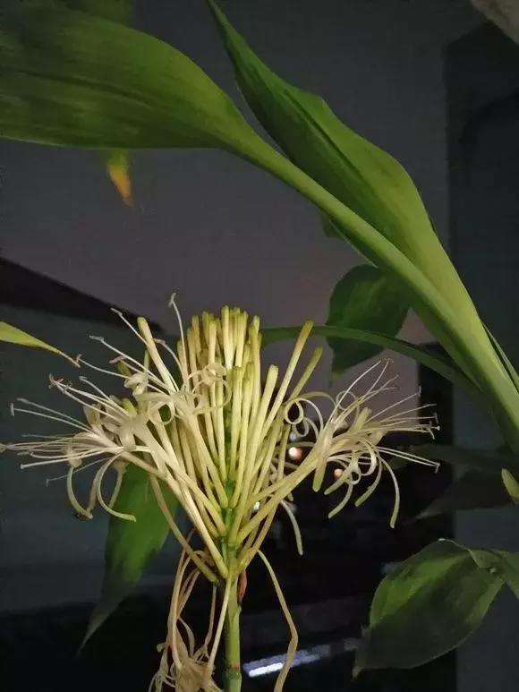 過年了，客廳擺上這3種花，鎮宅事業旺，還能淨化空氣，沒有的趕緊買