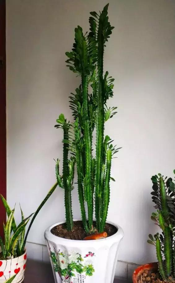 過年了，客廳擺上這3種花，鎮宅事業旺，還能淨化空氣，沒有的趕緊買