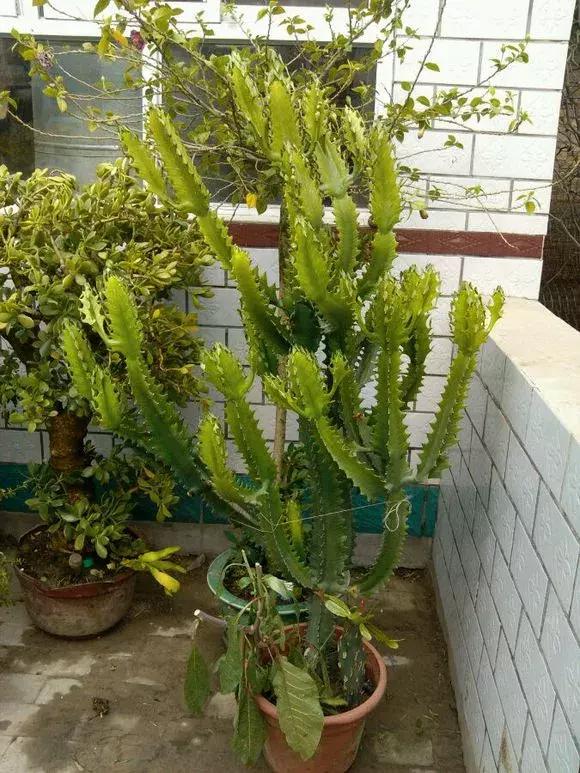 過年了，客廳擺上這3種花，鎮宅事業旺，還能淨化空氣，沒有的趕緊買