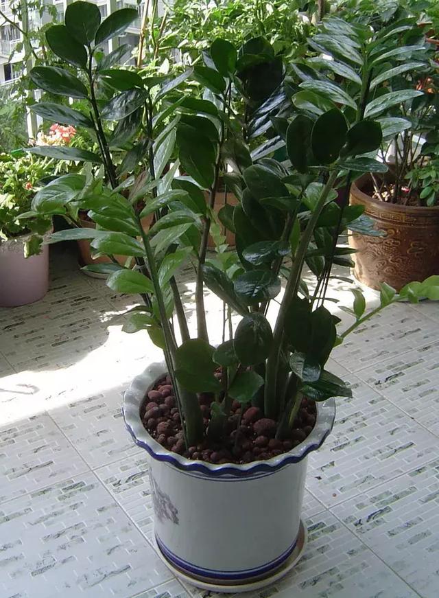 過年了，客廳擺上這3種花，鎮宅事業旺，還能淨化空氣，沒有的趕緊買