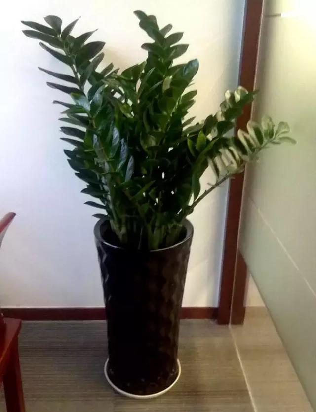 過年了，客廳擺上這3種花，鎮宅事業旺，還能淨化空氣，沒有的趕緊買