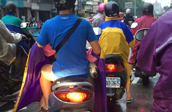 大雨天騎士「有雨衣不穿」！往下一看發現亮點 網友讚爆：太有愛了