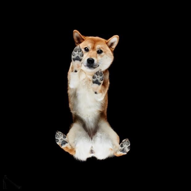 「從下方看動物」感受新鮮萌點　攝影師出奇招這樣拍到馬兒！