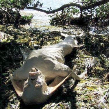 1991年科學家成功挖掘到世界上第一具完整的美人魚化石！美人魚已被證實？