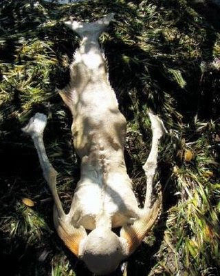 1991年科學家成功挖掘到世界上第一具完整的美人魚化石！美人魚已被證實？