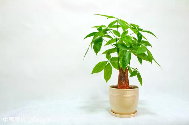 別的花你可以不養，這6種對身體有好處的花，一定要在家裡放一盆