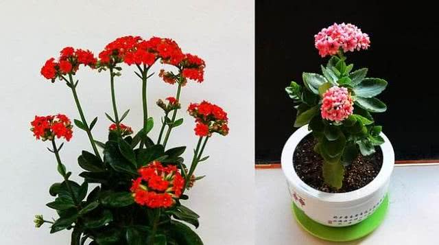 別的花你可以不養，這6種對身體有好處的花，一定要在家裡放一盆
