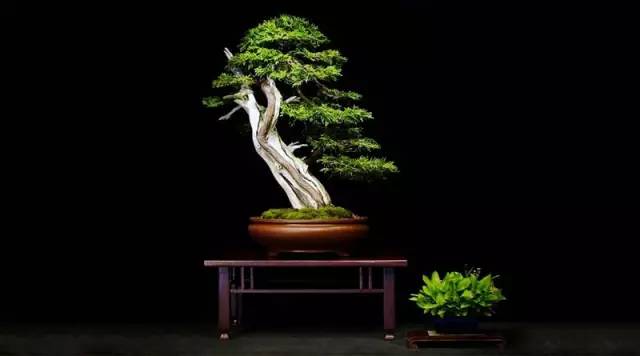 盆景「貴族」收藏需慎重！ 