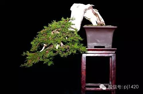 盆景「貴族」收藏需慎重！ 