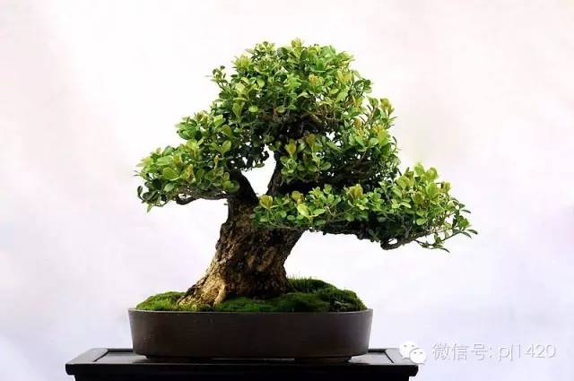 盆景「貴族」收藏需慎重！ 