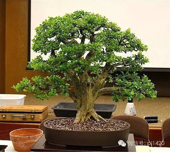 盆景「貴族」收藏需慎重！ 