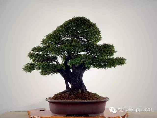 盆景「貴族」收藏需慎重！ 