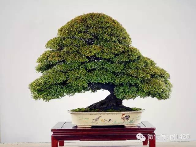 盆景「貴族」收藏需慎重！ 