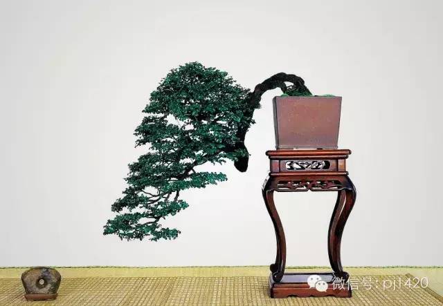 盆景「貴族」收藏需慎重！ 