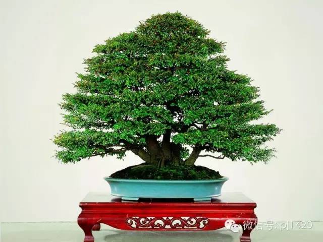 盆景「貴族」收藏需慎重！ 