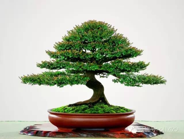盆景「貴族」收藏需慎重！ 