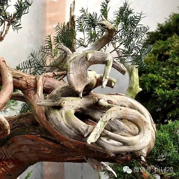 盆景「貴族」收藏需慎重！ 