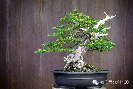 盆景「貴族」收藏需慎重！ 