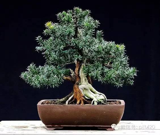 盆景「貴族」收藏需慎重！ 