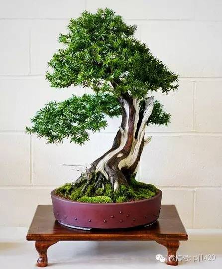 盆景「貴族」收藏需慎重！ 
