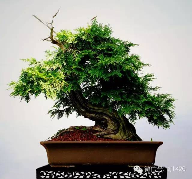 盆景「貴族」收藏需慎重！ 