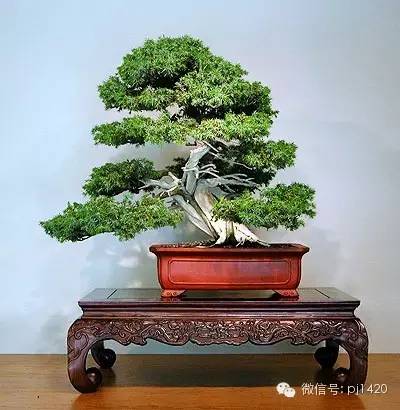 盆景「貴族」收藏需慎重！ 