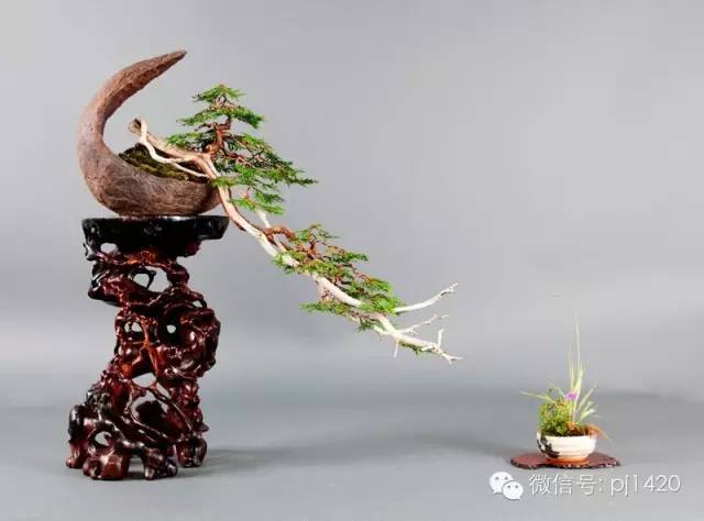 盆景「貴族」收藏需慎重！ 