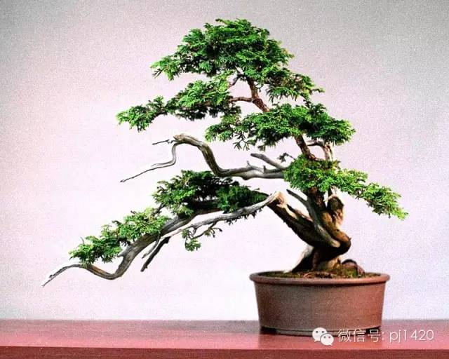盆景「貴族」收藏需慎重！ 