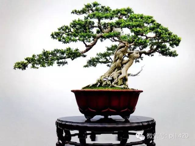 盆景「貴族」收藏需慎重！ 