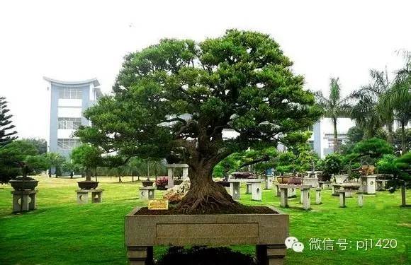 盆景「貴族」收藏需慎重！ 