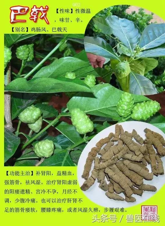 300種中草藥彩色圖譜賞析（收藏慢慢看）