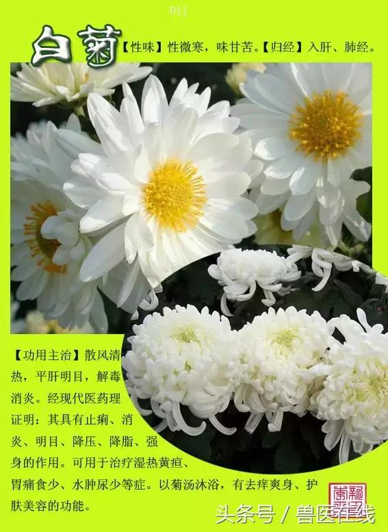 300種中草藥彩色圖譜賞析（收藏慢慢看）