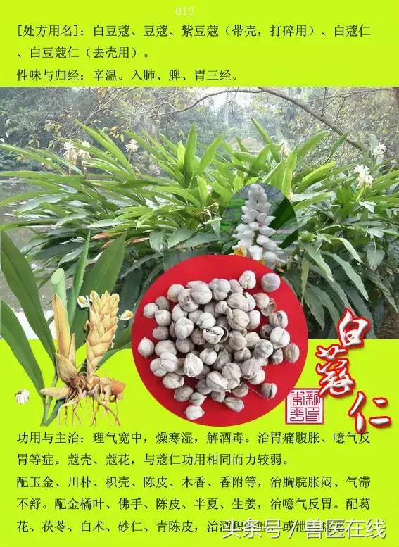 300種中草藥彩色圖譜賞析（收藏慢慢看）