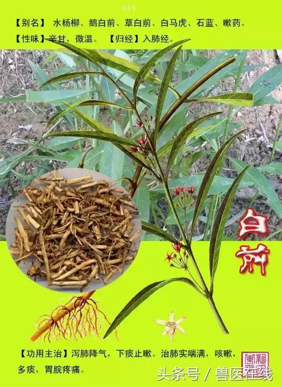 300種中草藥彩色圖譜賞析（收藏慢慢看）