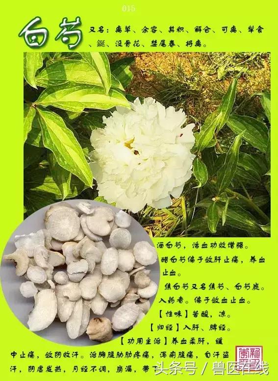 300種中草藥彩色圖譜賞析（收藏慢慢看）
